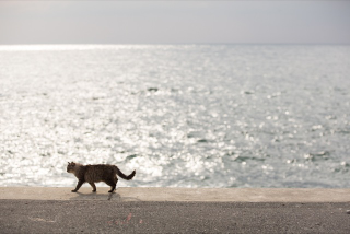 Illustration for article titled The Perfect Beauty of Cat Island